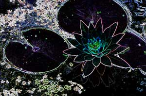 Blacklite Lily