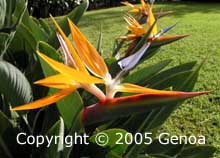 Birds of Paradise