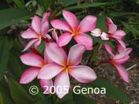 Plumeria