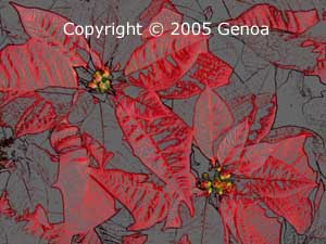 poinsettia
